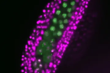 Brněnští vědci nahlížejí do květů. Pozorují v reálném čase rozmnožování rostlin