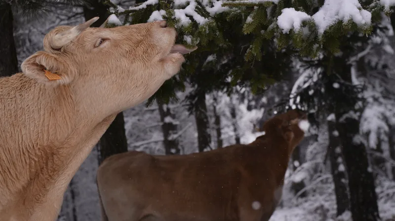 Při chovu hospodářských zvířat unikají do atmosféry emise skleníkových plynů, většinově se na tom podílí chov skotu