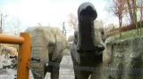 Sloni