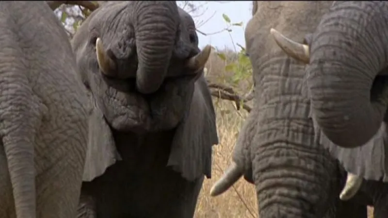 Konference o pytláctví se snaží zachránit, co se dá