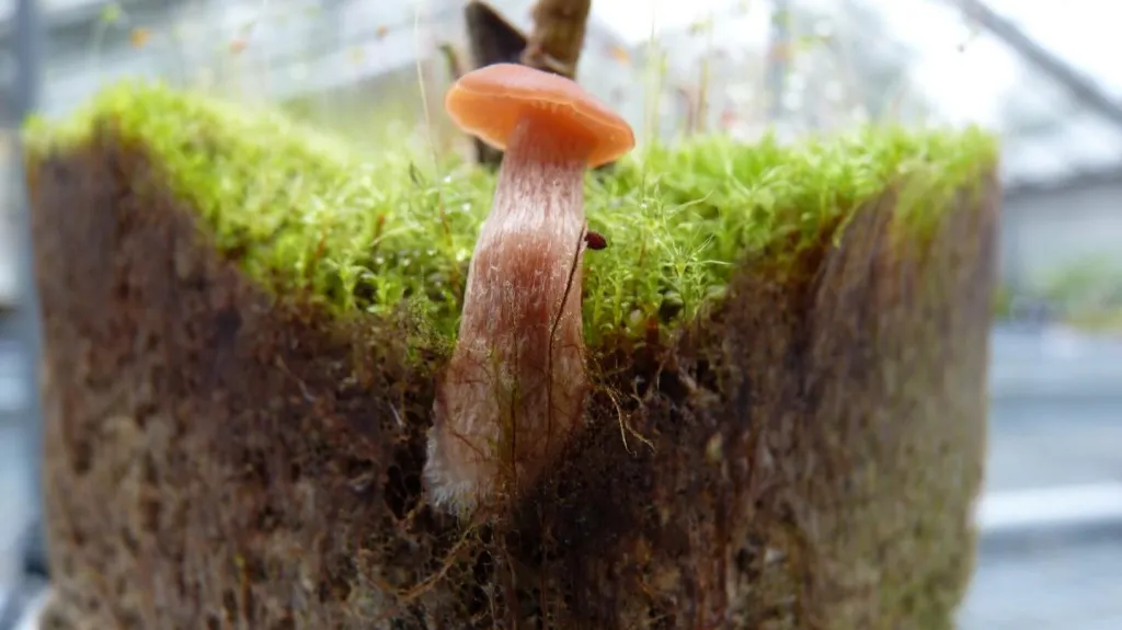 Spolupráce mezi houbou a rostlinou