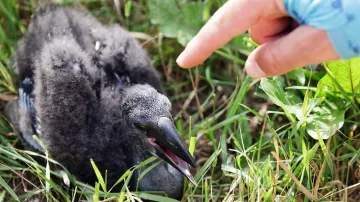 Pražská zoo odchovala mláďata zejozoba