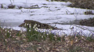Rozkvetlé louky v okolí Brna lákají k jarnímu výletu