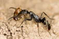Mravenci léčí své válečné invalidy pomocí antibiotik. A jsou v tom velmi úspěšní, prokázal výzkum