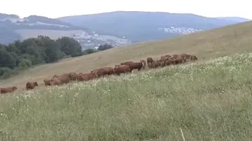 Stádo krav na ekologické farmě