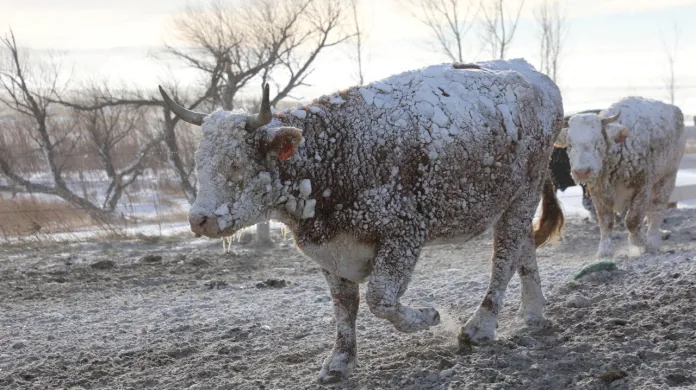 Dobytek si razí cestu sněhovou vánicí na ranči v Jižní Dakotě