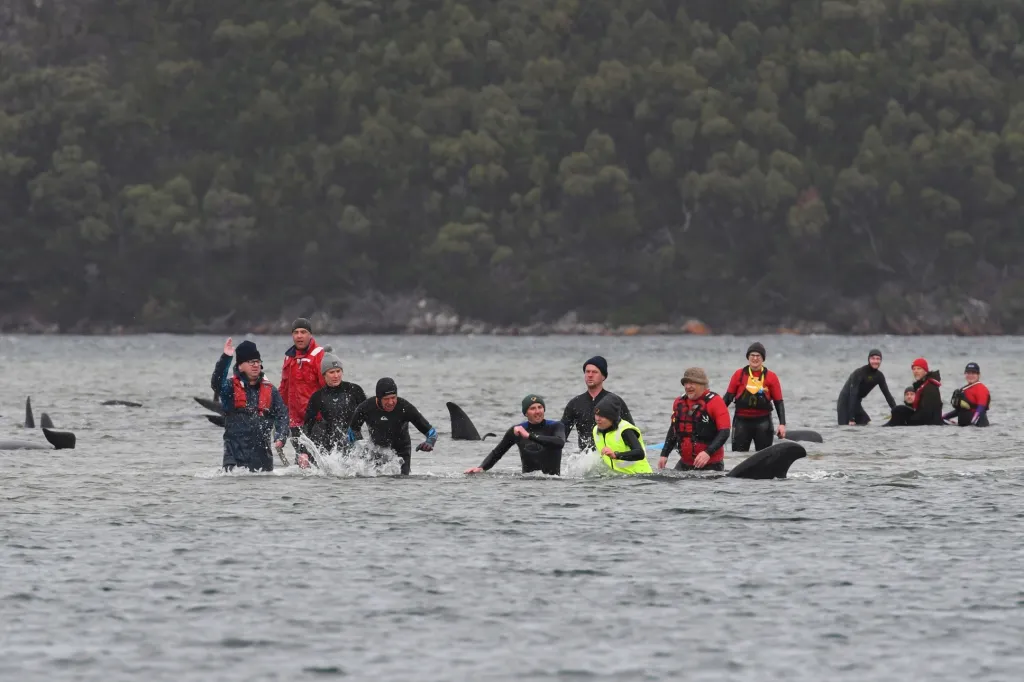 Záchranáři se snaží osvobodit 270 velryb z mělkého zálivu v severozápadní části Tasmánie