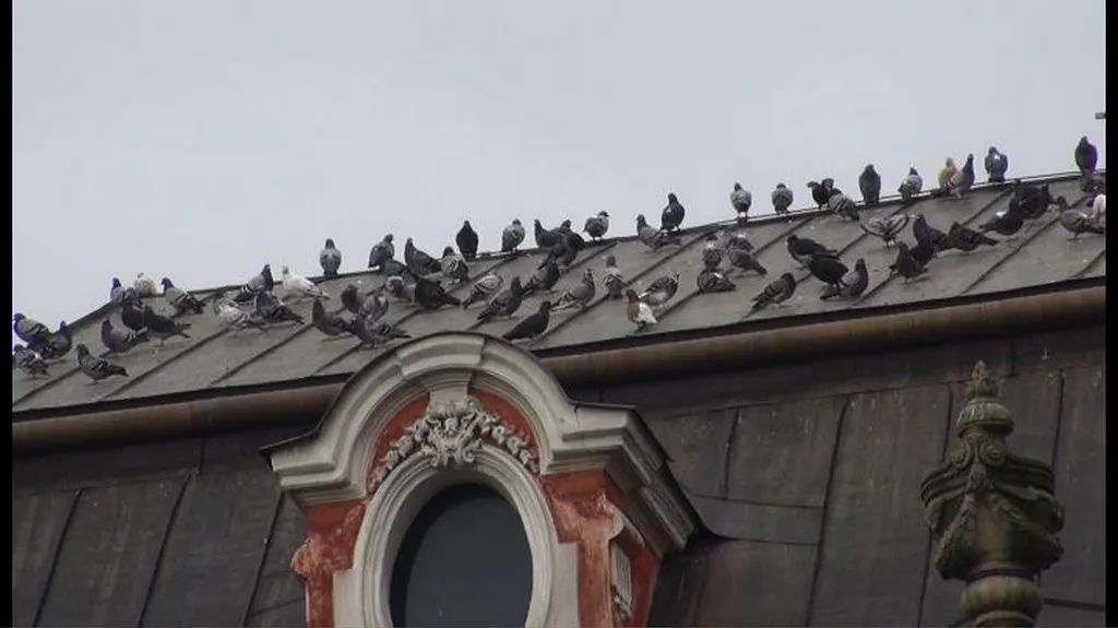 Holubi na kolínské střeše