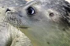 Evropští tuleni se řídí základním epidemiologickým pravidlem. Pomáhá jim to přežít
