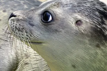Tuleni hráli videohry, aby vědci mohli zkoumat jejich zrak