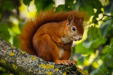 Zvířata se nestíhají přizpůsobovat klimatickým změnám. Hrozí vymírání druhů, varují vědci