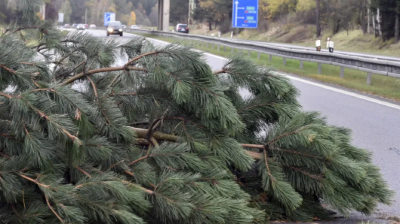 Na dálničním přivaděči u Jihlavy spadly dvě borovice na vozovku a zatarasily jeden jízdní pruh,  Autor: Pavlíček Luboš,  Zdroj: ČTK