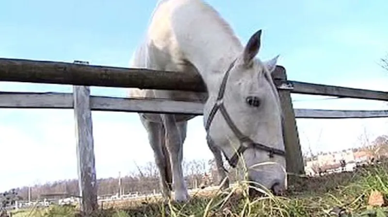 Starokladrubský kůň