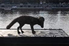 Odstrkovaný pes Františka Skály čeká u Vltavy na loď do Drážďan