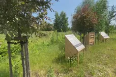 V Polsku vznikají domky pro hmyz, mají podpořit biodiverzitu