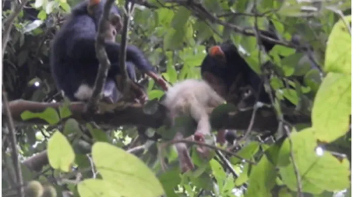 Albínské mládě šimpanze zabité zbytkem tlupy