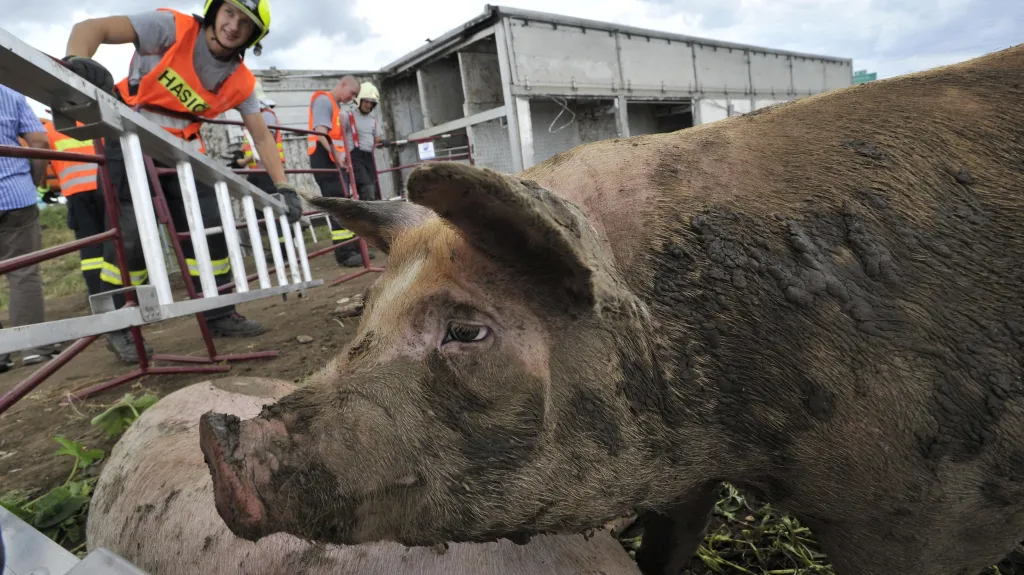 Nehoda kamionu převážejícího prasata