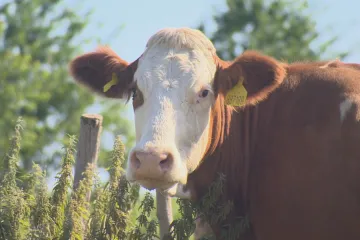 Přebytek tlačí cenu mléka dolů, někde je levnější než voda