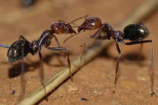 Původní australští mravenci poráží mnohem větší armády invazivních druhů. Využívají taktiku Sparťanů