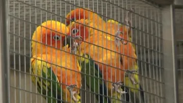 Papouščí zoo