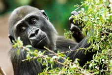 Moja slaví patnáctiny. První gorila narozená v Praze dnes žije s rodinou ve Španělsku