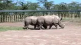 Nosorožci v Keni