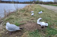 Masivní úhyn racků u rybníka na Hodonínsku způsobila ptačí chřipka