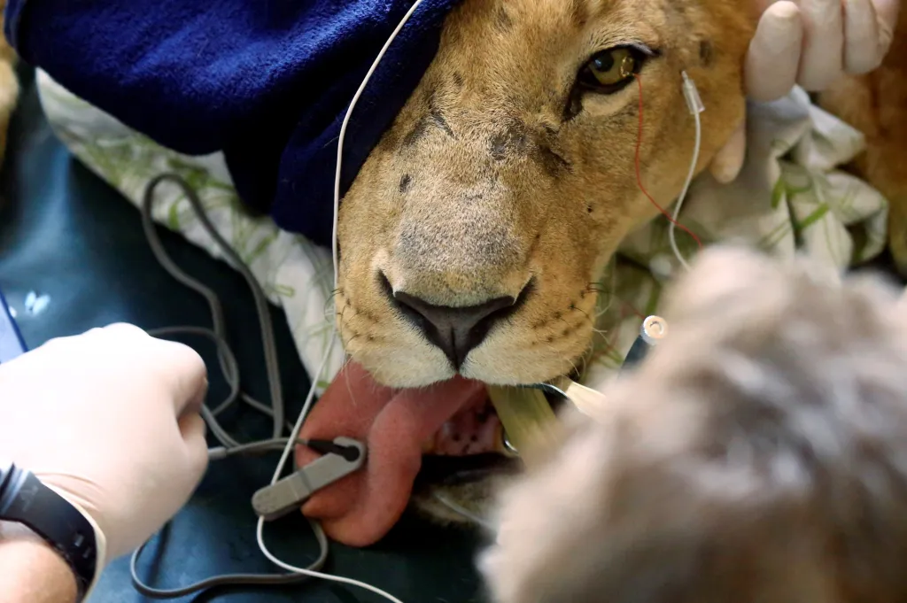 Veterináři z organizace Four Paws a další dobrovolníci provádějí lékařskou prohlídku podvyživeného lva uvnitř klece v parku v súdánském Chartúmu