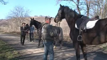 Býčka hledá i pět jezdců na koních