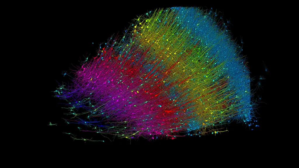 Fragment lidské mozkové tkáně obsahuje šest vrstev neuronů, které jsou pomocí AI barevně rozlišené podle jejich hloubky