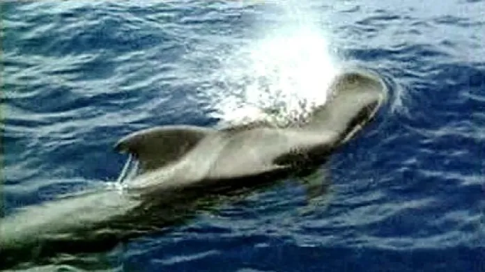Velryba