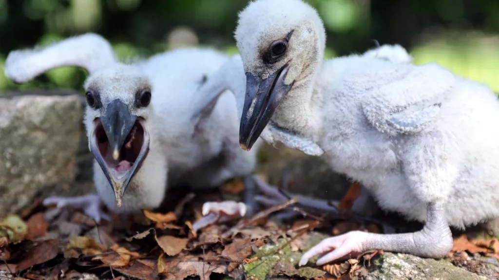 Zachráněná čapí mláďata