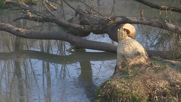 Bobři ničí mladé dubové porosty poblíž řek
