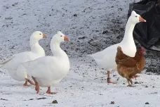 Veterináři potvrdili výskyt ptačí chřipky na Slovensku. V Polsku se již objevila na pěti farmách