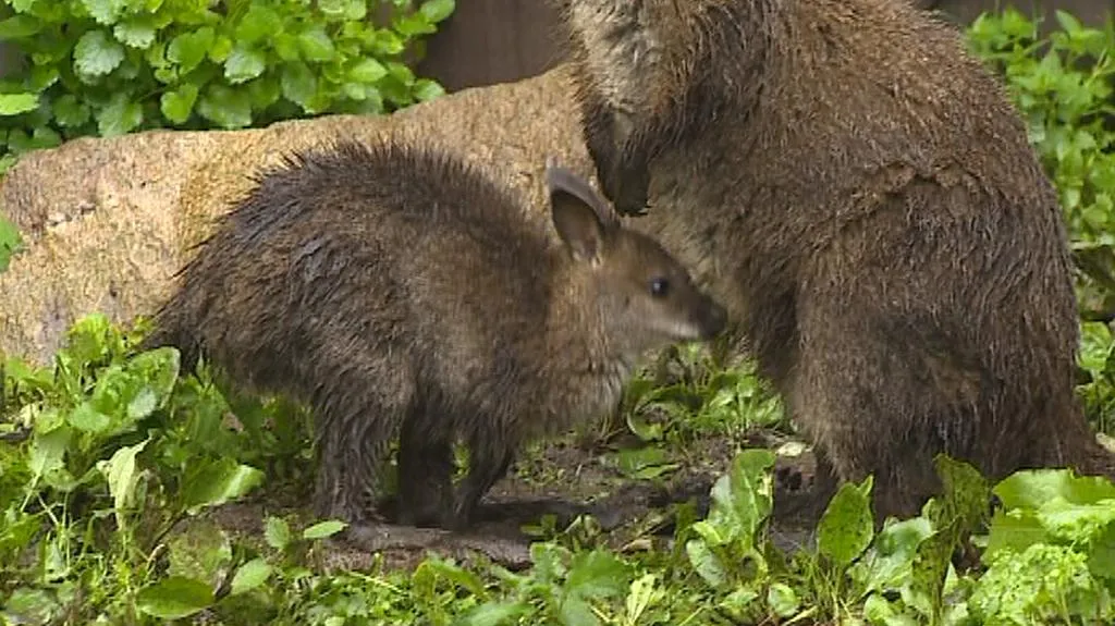 Putimská zoo