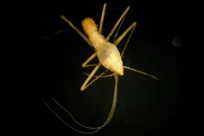 Čeští vědci objevili neznámý druh švába. Dostal jméno po předchůdci Zikmunda a Hanzelky