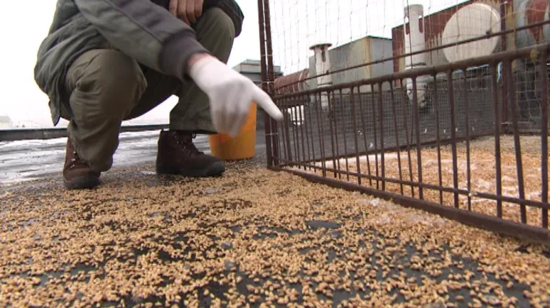 Holub se za zrním dostane do klece, ven už sám ne