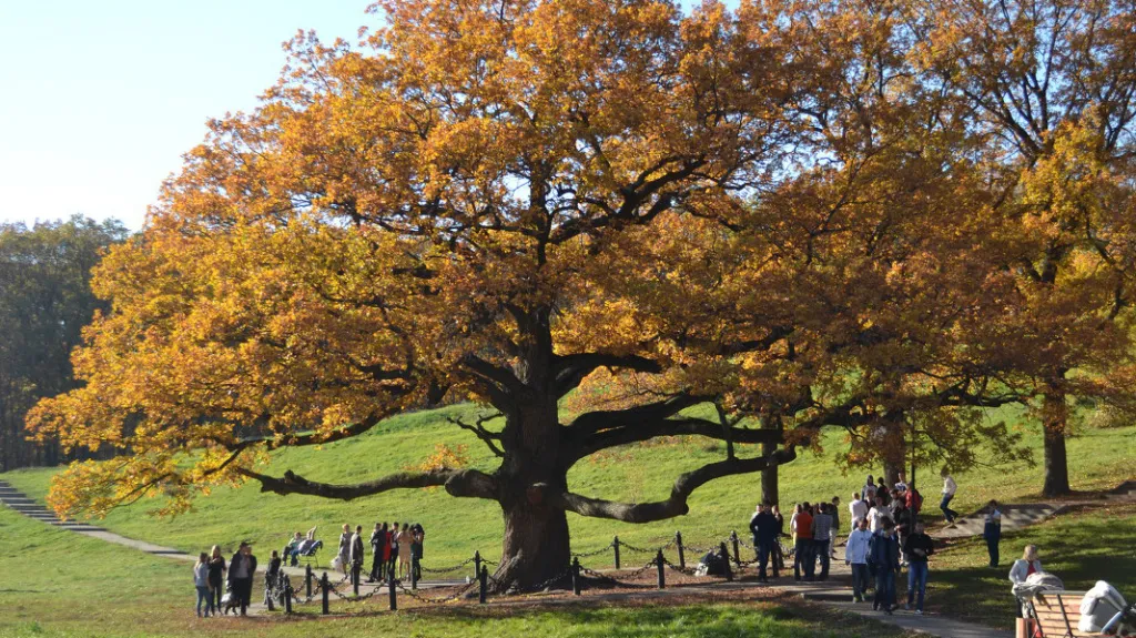 Evropský strom roku 2018