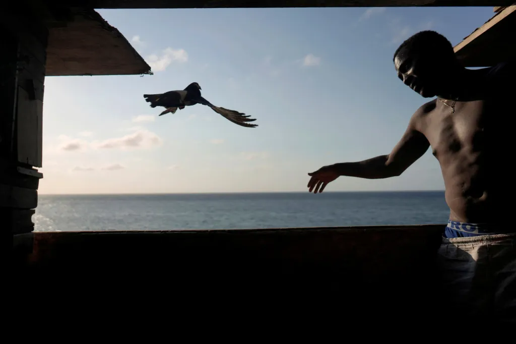 Kubánci si našli nový druh zábavy v chovu holubů. Hlavním důvodem je částečná možnost úniku před pandemií koronaviru