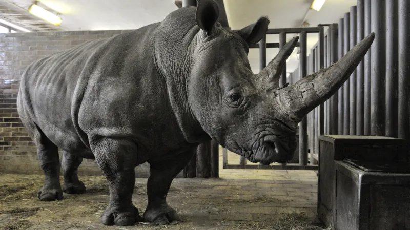 Nosorožec tuponosý