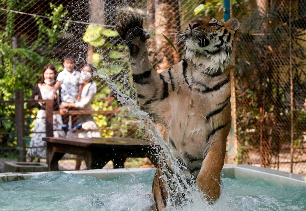 Tygři v thajském městě Čiang Mai mají novou zábavu. V místní zoologické zahradě byl pro šelmy vybudován nový bazén