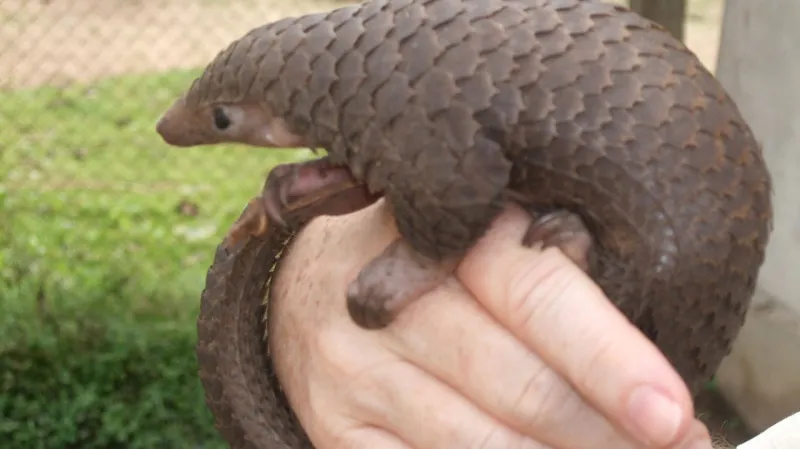 Luskouni - oživlé šišky