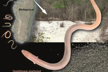 Na Madagaskaru objevili plaza, který plave pískem. Dali mu jméno Šaj-Hulúd