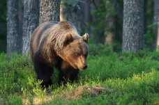Ruské medvědy čeká bezesná zima. Kvůli teplu se nemohou uložit ke spánku