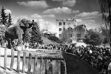 Pražská zoo slaví 85. výročí, pokřtila mládě žirafy i hrabáče