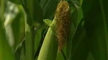 Geneticky upravená kukuřice