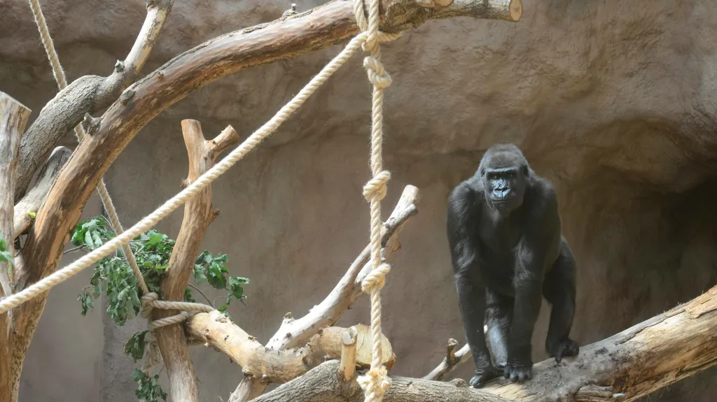 První z goril vstupuje do svého pavilonu