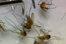 Larev komárů je v Litovelském Pomoraví nejvíc za poslední tři roky. Zahubit je má postřik