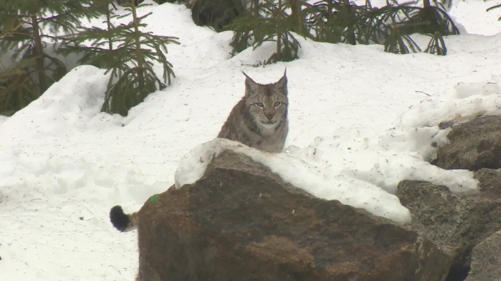 Rys v šumavském národním parku