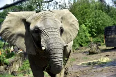 Ve zlínské zoo se narodilo první mládě slona afrického v Česku